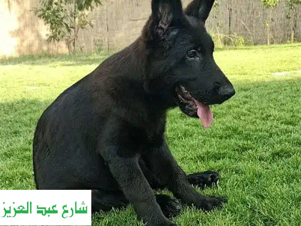 جرو الراعي الألماني بطل السلالة - أسود قصير الشعر...