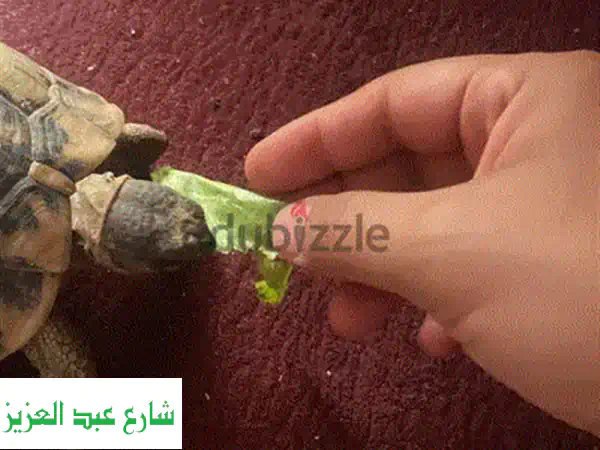سلحفاة صغيرة مسلية: رفيقك الجديد المُحبّ!
