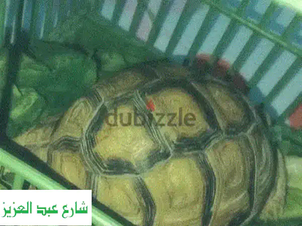 سلحفاة صغيرة مسلية: رفيقك الجديد المُحبّ!