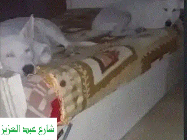 استضافة حيواناتك الأليفة: رعاية فاخرة وراحة بال تامة!