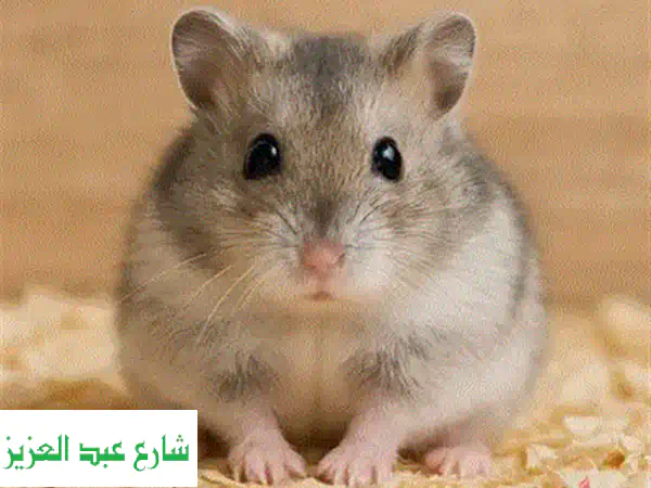هامستر عمر شهرين للبيع