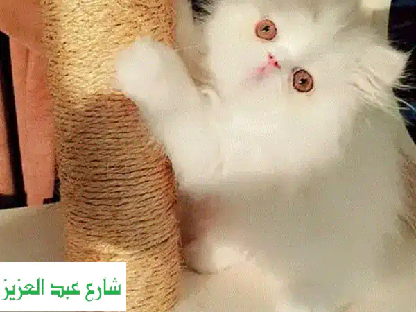 قطط بيرشَن رقيقة 💙  للبحث عن بيت دافئ!