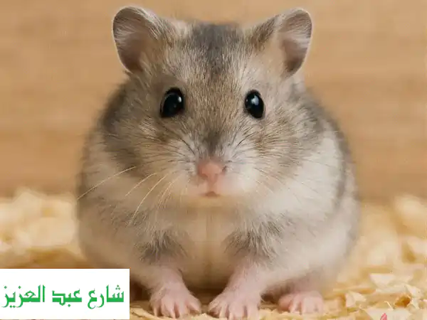 هامستر عمر شهرين للبيع