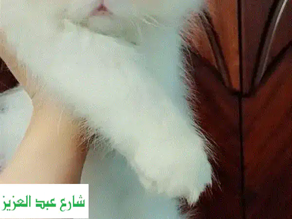 قطط بيرشَن رقيقة 💙  للبحث عن بيت دافئ!