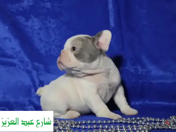فرصة ذهبية! جرو فرنش بولدوغ أنثى للبيع - سلالة نقية