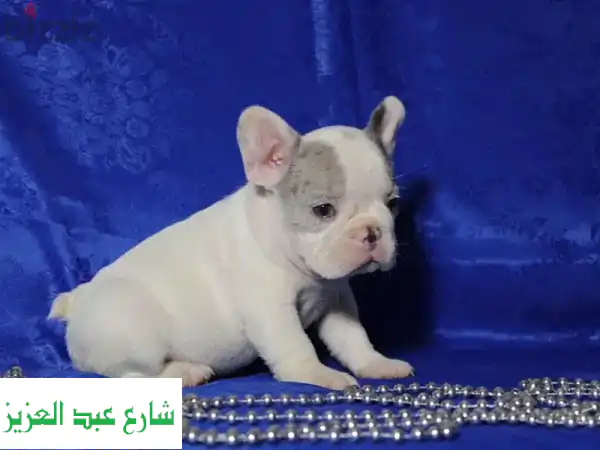 فرصة ذهبية! جرو فرنش بولدوغ أنثى للبيع - سلالة نقية