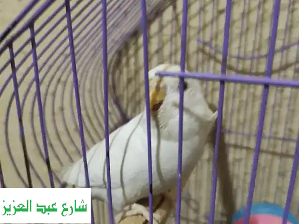 عصفور المعادي: منزل أحلام طيورك! (مع حيوانات...