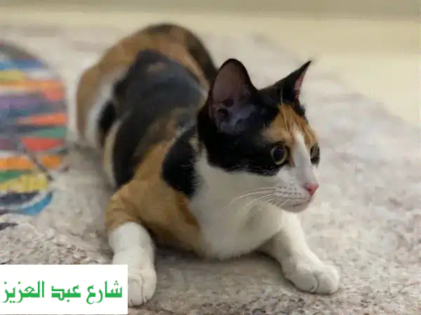 قطة أنثى رقيقة تبحث عن بيت دافئ ❤️ (مجاناً!)
