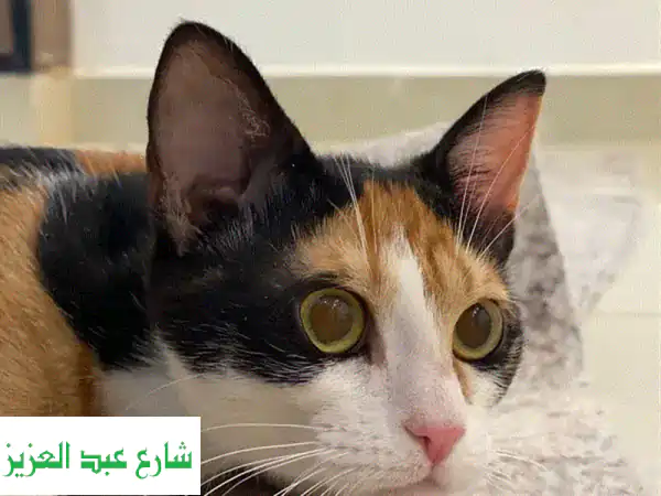 قطة أنثى رقيقة تبحث عن بيت دافئ ❤️ (مجاناً!)
