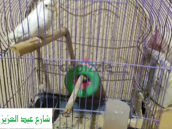 عصفور المعادي: منزل أحلام طيورك! (مع حيوانات أليفة أخرى!)