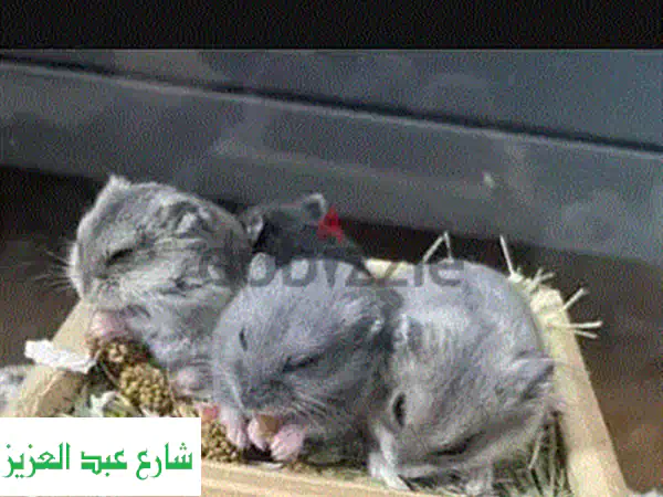 هامستر سوري (ذكر وأُنثى) عمر شهرين ونصف - فرصة استثنائية!
