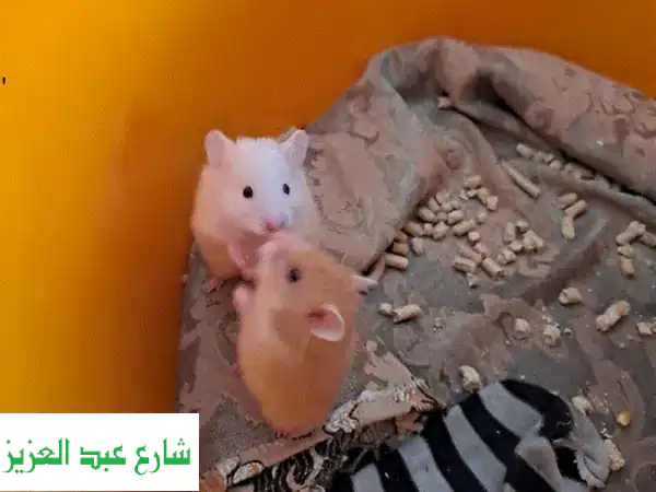 هامستر سوري (ذكر وأُنثى) عمر شهرين ونصف -...