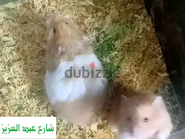 هامستر دكرين و أنثى رائعة: رفقاء فرويون ينتظرونك!