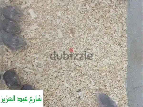هامستر دكرين و أنثى رائعة: رفقاء فرويون ينتظرونك!
