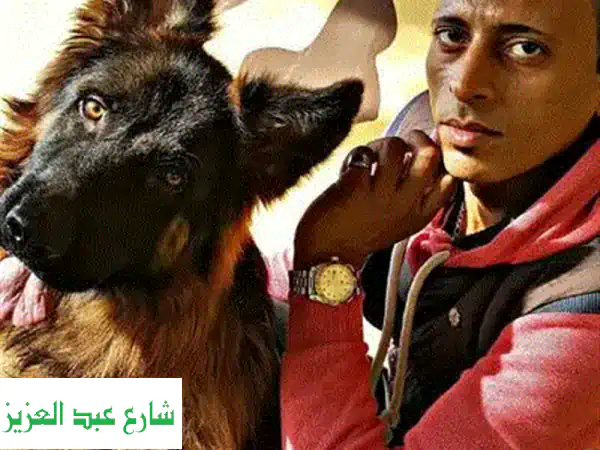 دريب كلبك بطريقة إنسانية وفعّالة - بدون سلاسل!