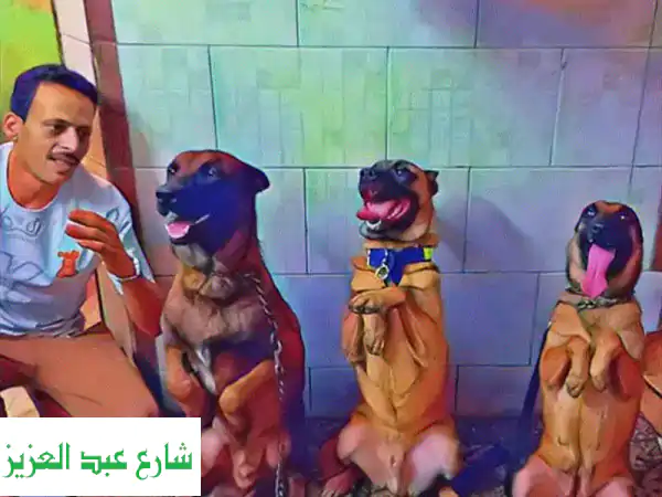 دريب كلبك بطريقة إنسانية وفعّالة - بدون سلاسل!