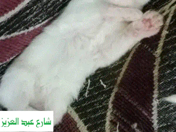 أفضل رعاية لحيواناتك الأليفة: استضافة، تنظيف، وعناية فائقة في A&S!