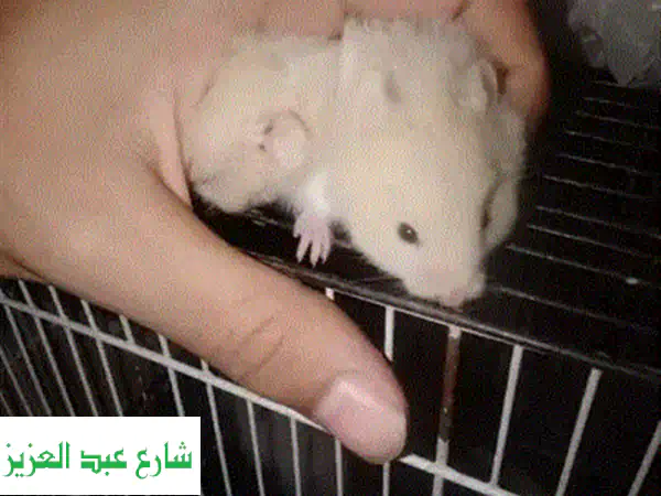 هامستر سوري لونج هير: فرو ناعم ورفيق رائع ينتظرك!