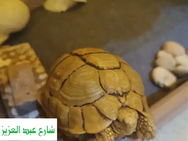 سلحفاة صحراوية أليفة - منزلها الخشبي منتظر...