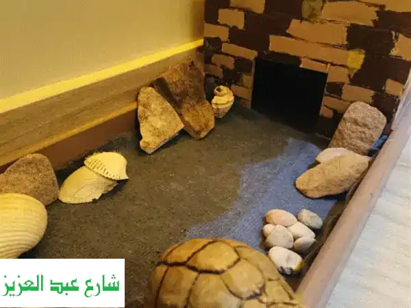 سلحفاة صحراوية أليفة - منزلها الخشبي منتظر مالكها الجديد!