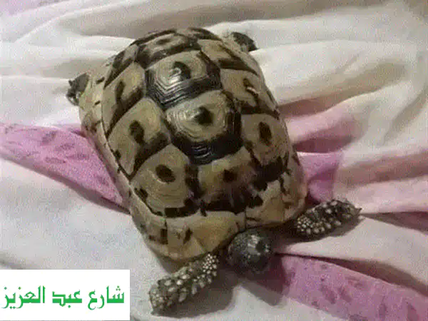 سلحفاة صغيرة ساحرة من الإسكندرية - 700 جنيه (قابل للنقاش)