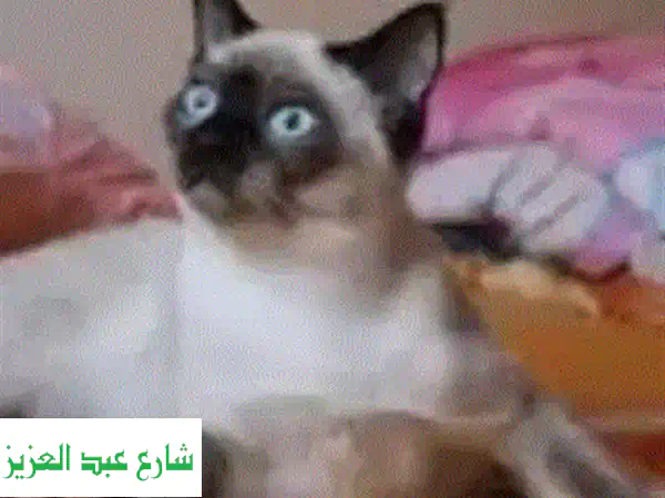 بنوته بيكي فيس همالايا ❤️ قطط جميلة للبيع - عمر 45 يوم فقط!