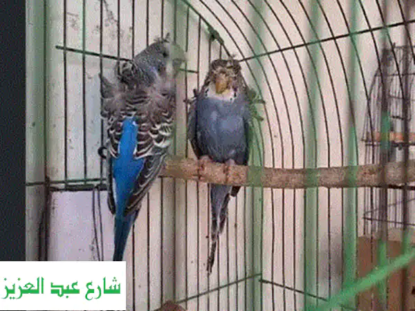 جوز حمام مسود فاخر - أزواج جاهزة للتزاوج!