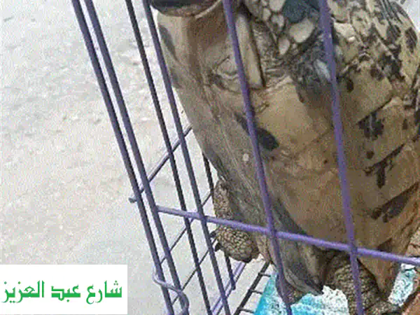 سلحفاة يونانية أنثى - رفيقة منزلية رائعة تنتظرك!