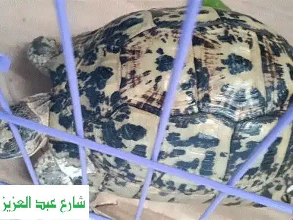 سلحفاة يونانية أنثى - رفيقة منزلية رائعة تنتظرك!
