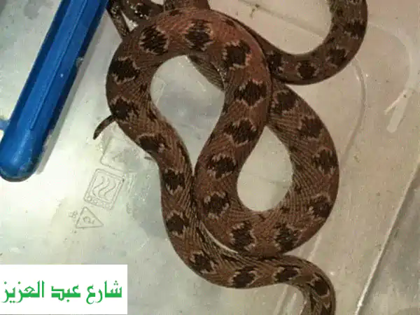 قطة هادئة ولعبية للبيع - فرصة مميزة بالقاهرة!