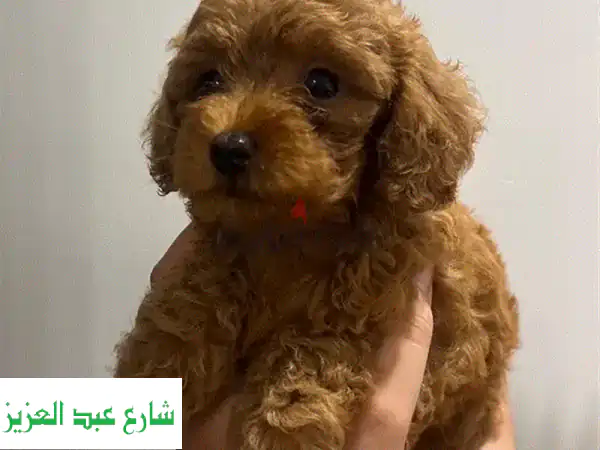 كلبة بودل حمراء صغيرة - أنثى - عمر شهرين - مُلقّحة!
