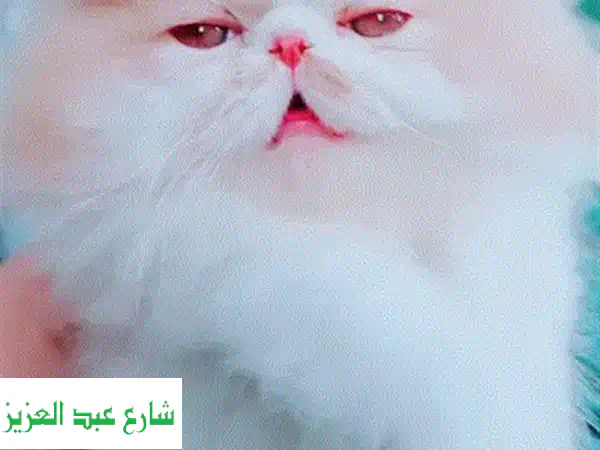 قطة اسكتلندية جميلة - ذكـر - أعين زرقاء - من أبوين مستوردين من روسيا!