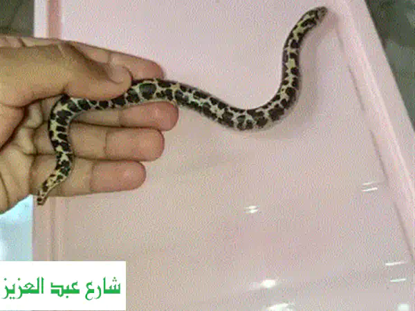 قطة هادئة ولعبية للبيع - فرصة مميزة بالقاهرة!