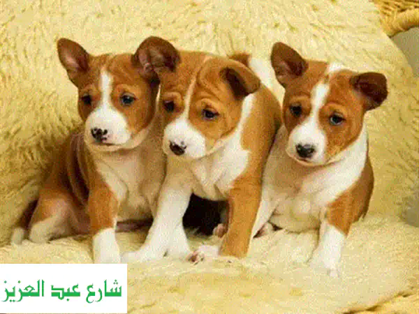Chihuahua Puppy For Sale  Mini  Apple head