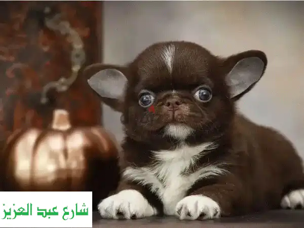 Chihuahua Puppy For Sale  Mini  Apple head