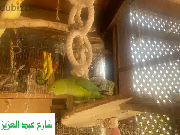 فرصة ذهبية! ٩ ببغاوات درة خضراء للبيع تصفية عاجلة...