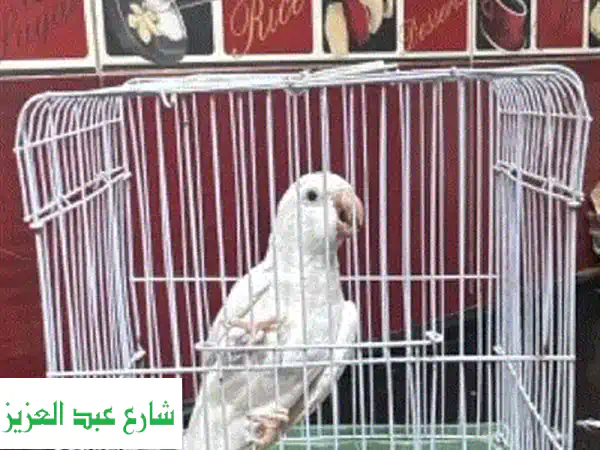 فرصة ذهبية! ٩ ببغاوات درة خضراء للبيع تصفية عاجلة - مدينة العبور