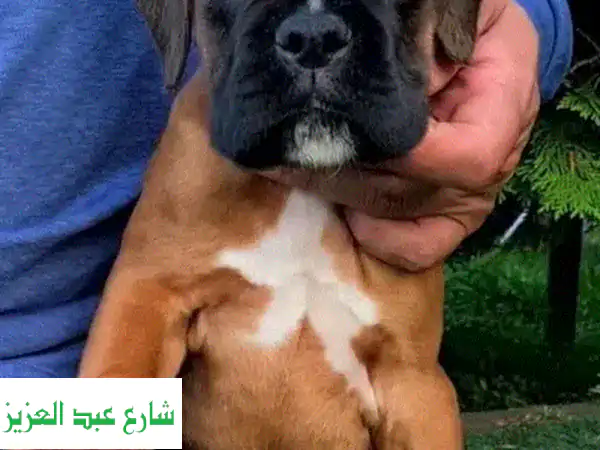 جرو بوكسر روسي أصيل - رفيق مخلص لعائلتك