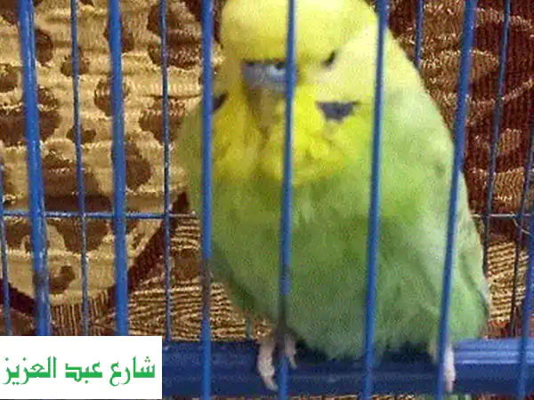 أَنصَاصٌ شَغَّالَةٌ للبيع - دَكَرٌ أَخْضَرٌ و نَتَايَةٌ كَرِسْتَالِيَّةٌ ✨