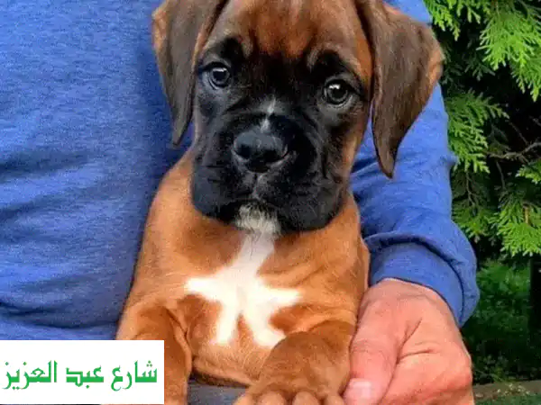 جرو بوكسر روسي أصيل - رفيق مخلص لعائلتك