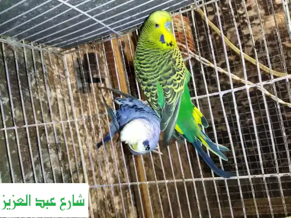 أَنصَاصٌ شَغَّالَةٌ للبيع - دَكَرٌ أَخْضَرٌ...