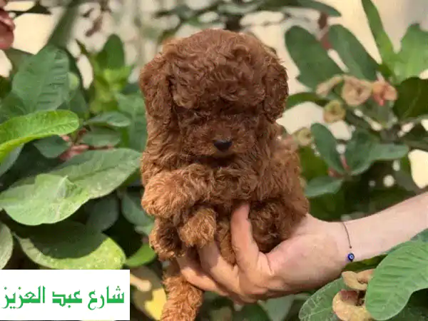 جرو بودل رائع للبيع - أنثى وذكر متوفران!