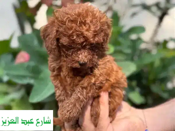 جرو بودل رائع للبيع - أنثى وذكر متوفران!