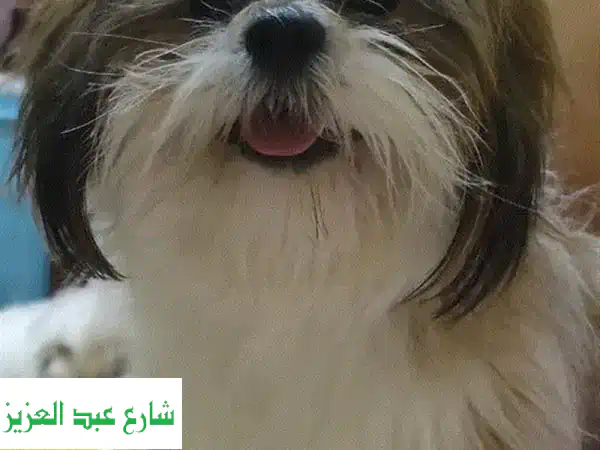 شيتزو بيور (ذكر) - رفيق مخلص لعائلتك! 🐕