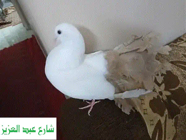 حمام زاجل أصيل: قوة مصر في كل طائرة!