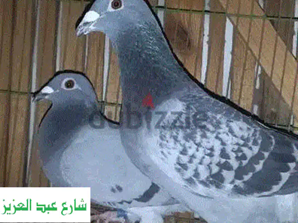 حمام زاجل أصيل: قوة مصر في كل طائرة!