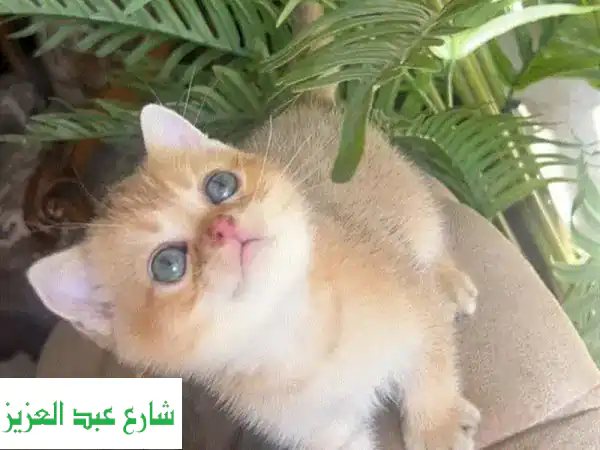 قطة اسكتلندية ذو وجه مسطح (Gold Ny11) - أصل روسي أصيل!