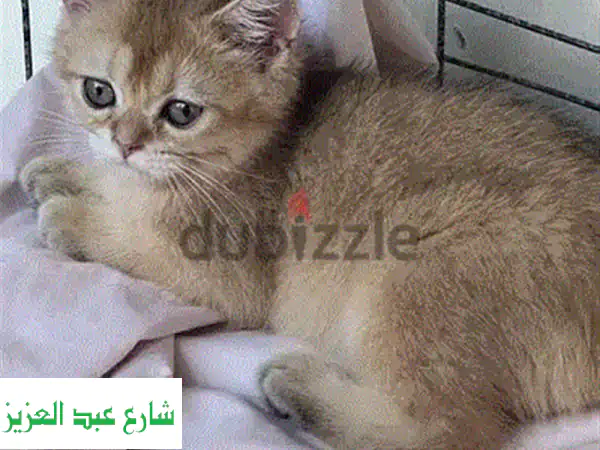 قطة اسكتلندية ذو وجه مسطح (Gold Ny11) - أصل روسي أصيل!