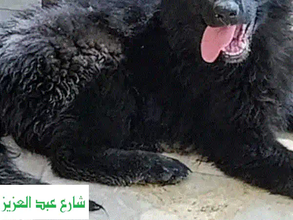 رويال بلاك نتايتن: كلبك الجديد، صديقك مدى الحياة (صور حصرية!)