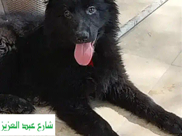 رويال بلاك نتايتن: كلبك الجديد، صديقك مدى الحياة...
